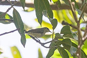 Brown Sunbird, Volta River, Ghana, May 2011 - click for larger image