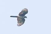 African Cuckoo-Hawk, Shai Hills, Ghana, June 2011 - click for larger image