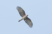African Cuckoo-Hawk, Mole, Ghana, June 2011 - click for larger image