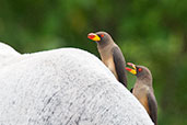 Yellow-billed Oxpecker, near Mole, Ghana, June 2011 - click for larger image