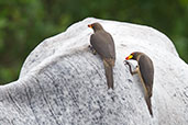 Yellow-billed Oxpecker, near Mole, Ghana, June 2011 - click for larger image