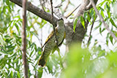 Female Red-shouldered Cuckoo-shrike, Shai Hills, Ghana, May 2011 - click for larger image