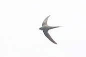 African Palm Swift, Praso River, Ghana, May 2011 - click for larger image