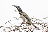 Hemprich's Hornbill, Lake Shalla, Ethiopia, January 2016 - click for larger image
