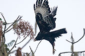 Long-crested Eagle, Harenna Forest, Ethiopia, January 2016 - click for larger image