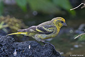 Yellow-crowned Canary, Harenna Forest, Ethiopia, January 2016 - click for larger image