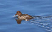 Female Goldeneye, Musselburgh, Scotland, January 2001 - click for larger image