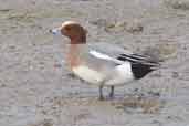 Male Wigeon, Minsmere, Suffolk, England, March 2005 - click for larger image