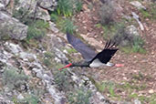 Black Stork, Monfragüe NP, Spain, March 2017 - click for larger image