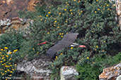 Black Stork, Monfragüe NP, Spain, March 2017 - click for larger image