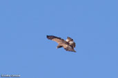 Short-toed Eagle, Monfrague NP, Spain, March 2018 - click for larger image