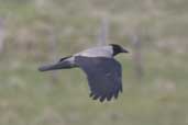 Hooded Crow, Fetlar Shetland, Scotland, May 2004 - click for larger image