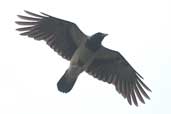 Hooded Crow, Fetlar Shetland, Scotland, May 2004 - click for larger image