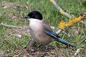 Iberian Azure-winged Magpie, Coto Doñana, Spain, March 2018 - click for larger image