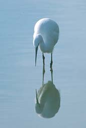 Little Egret, Ebro Delta, Spain, November 2001 - click for larger image