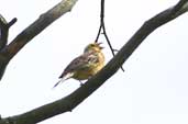  Yellowhammer, Tyninghame, East Lothian, Scotland, June 2002 - click for larger image
