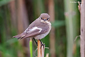 Female European Pied Flycatcher, Oued Massa, Morocco, May 2014 - click for larger image