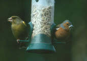 Male Chaffinch + Greenfinch, Edinburgh, Scotland, April 2000 - click for larger image