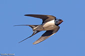  Barn Swallow, Monfrague NP, Spain, March 2018 - click for larger image