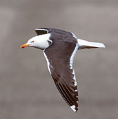 Lesser Black-backed Gull, Flevoland, Netherlands, April 2002 - click for larger image