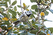 Crested Tit, Huerta Grand, Andalucia, Spain, April 2022 - click for larger image