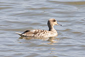 Marbled Teal, Coto Doñana, Spain, May 2022 - click for larger image