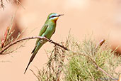 Blue-cheeked Bee-eater, Boumalne du Dades, Morocco, April 2014 - click for larger image