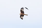 Red Kite, Oxfordshire, England, February 2004 - click for larger image