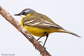 Yellow Wagtail, Oued Massa, Morocco, May 2014 - click for larger image