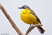 Yellow Wagtail, Oued Massa, Morocco, May 2014 - click for larger image