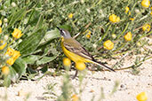 Yellow Wagtail, Andalucia, Spain, May 2022 - click for larger image