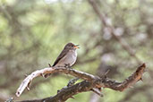 Spotted Flycatcher, Andalucia, Spain, May 2022 - click for larger image