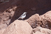 Maghreb Wheatear, Boumalne du Dades, Morocco, April 2014 - click for larger image