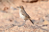 Red-rumped Wheatear, Boumalne du Dades, Morocco, April 2014 - click for larger image