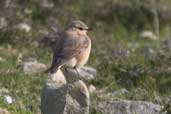 Female Wheatear, Unst, Shetland, Scotland, May 2004 - click for larger image