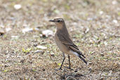 Wheatear, Minsmere, Suffolk, England, September 2022 - click for larger image