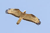 European Honey-buzzard, Andalucia, Spain, May 2022 - click for larger image