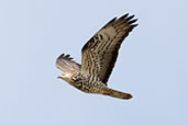 European Honey-buzzard, Andalucia, Spain, May 2022 - click for larger image