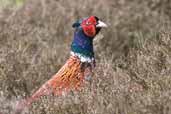 Male Pheasant, Lammermuir Hills, Scotland, amy 2005 - click for larger image
