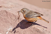 Moussier's Redstart, Oued Massa, Morocco, May 2014 - click for larger image