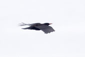Red-billed Chough, Great Blasket Island, Ireland, July 2005 - click for larger image