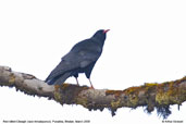 Red-billed Chough, Punakha, Bhutan, March 2008 - click for larger image