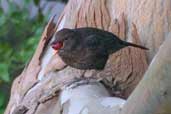  Common Blackbird, Scotland, November 2003 - click for larger image