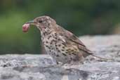Song Thrush, Cape Clear Island, Co. Cork, Ireland, July 2005 - click for larger image