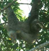3-toed Sloth, Brazil, Sept 2000 - click for larger image