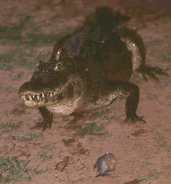 Caiman, Pantanal, Brazil, Sept 2000 - click for larger image