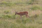 Male Roe Deer, Insh Marshes, near Kingussie, Invernessshire, Scotland, August 2005 - click for larger image