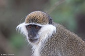 Grivet Monkey, Awash Falls, Ethiopia, January 2016 - click for larger image