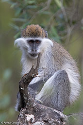 Grivet Monkey, Lalibela, Ethiopia, January 2016 - click for larger image