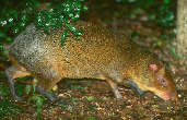 Red-rumped Agouti, Paraná, Brazil, July 2001 - click for larger image